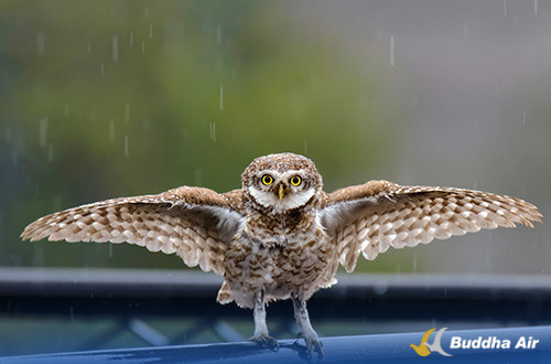 Spotted Owlet